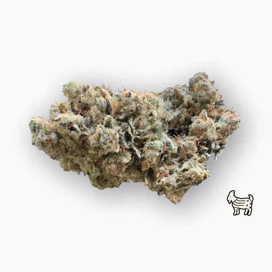 The Laughing Goat - MOTORBREATH #15 | BIG BUDS | 7G - 1