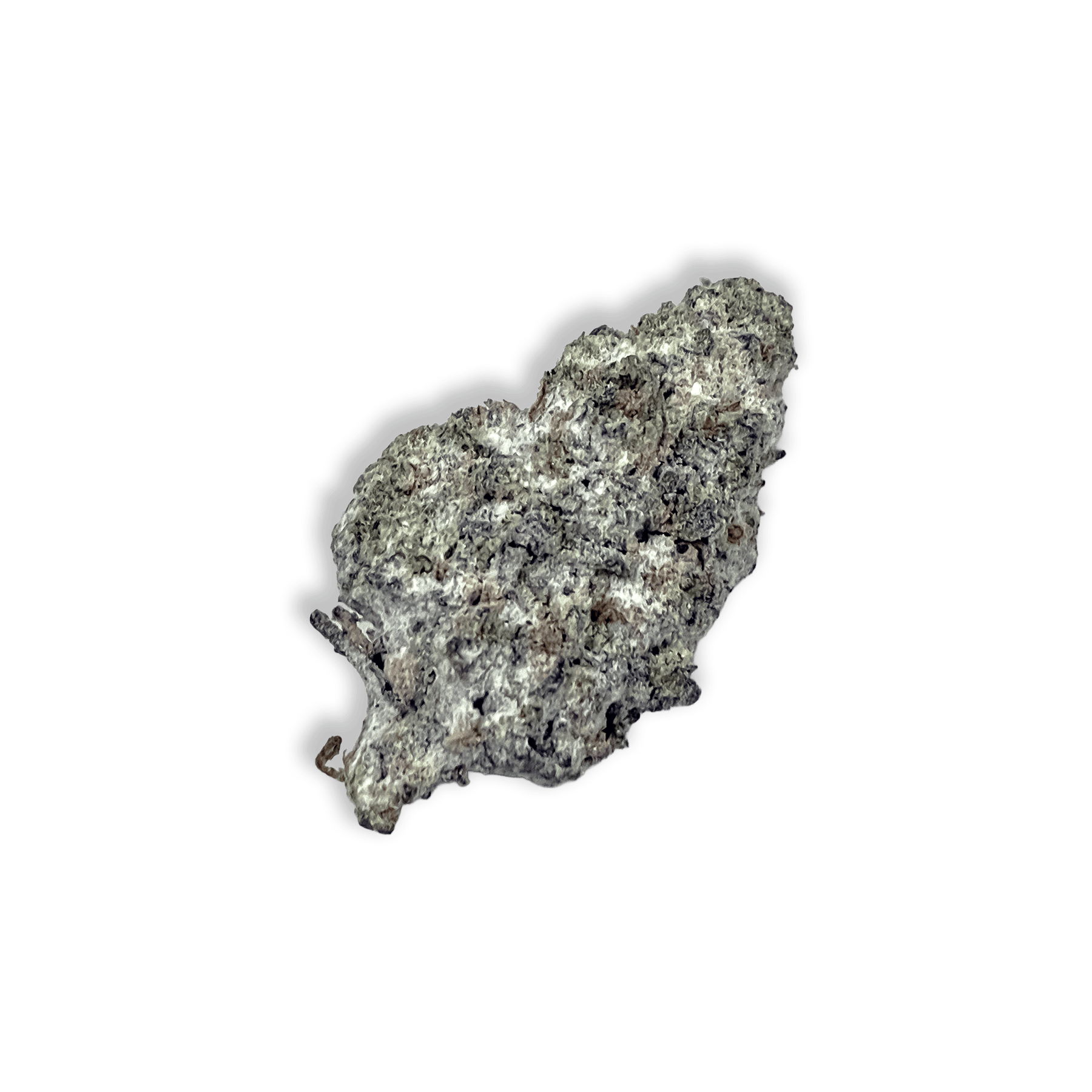 Society C - The SC | Bulk Infused Flower - Ice Caps | Super Lemon - 1