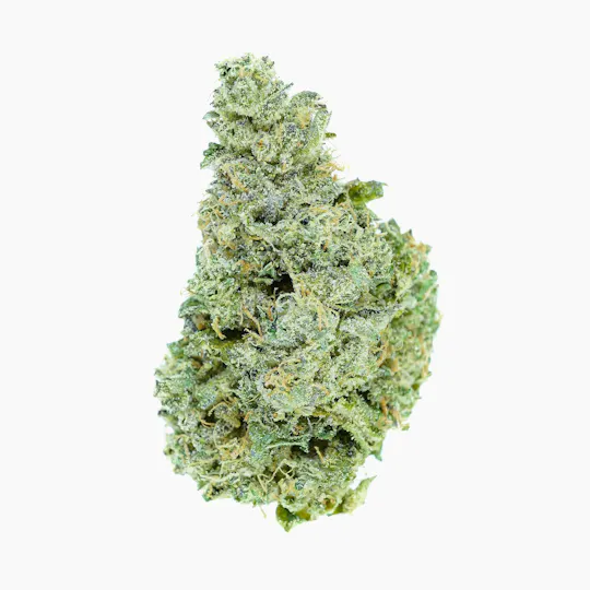 Prūf Cultivar - Prūf Cultivar | Sherb N R*ntz | Flower | 7G - 1