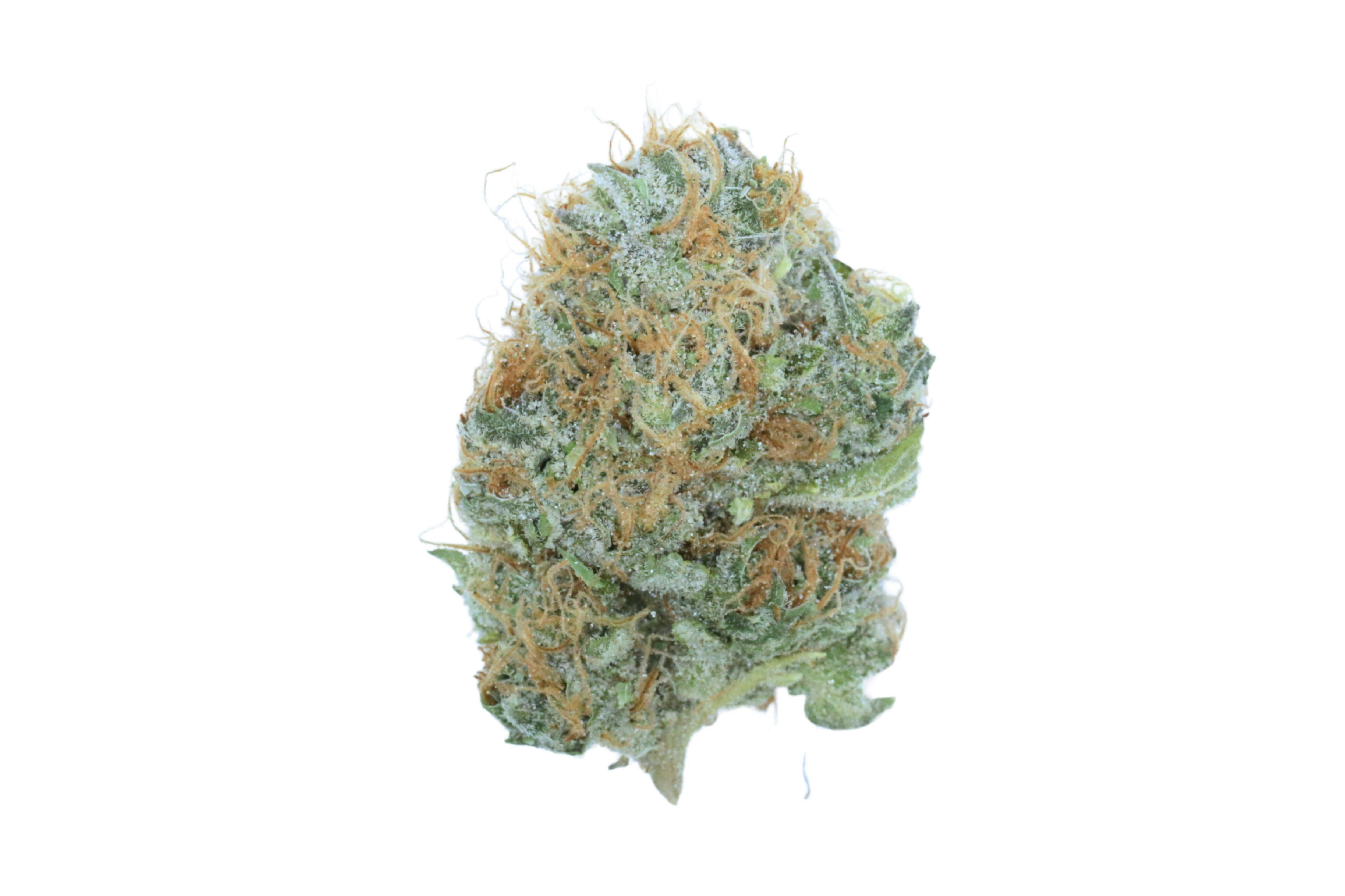 Prūf Cultivar - Prūf Cultivar | Tangie Biscotti | Flower | 14G - 1
