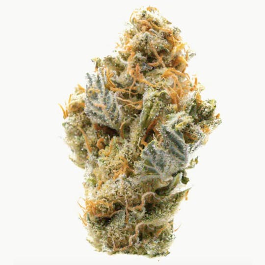 Prūf Cultivar - Prūf Cultivar | Cadillac Rainbows | Flower | 1G - 1