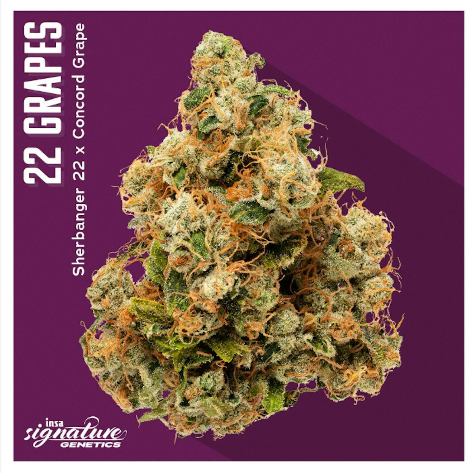 INSA - INSA - 22 Grapes - 3.5g Flower - 1