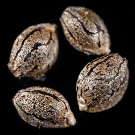 Nature's Kiss - Strawpicanna Cookies x Wedding Cake Zkittlez Cake - Connoisseur Seeds - 6Pk - 1