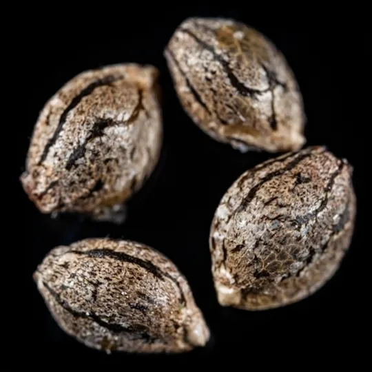 Nature's Kiss - Wedding Cake x Zkittlez Cake BX2 - Connoisseur Seeds - 6Pk - 1