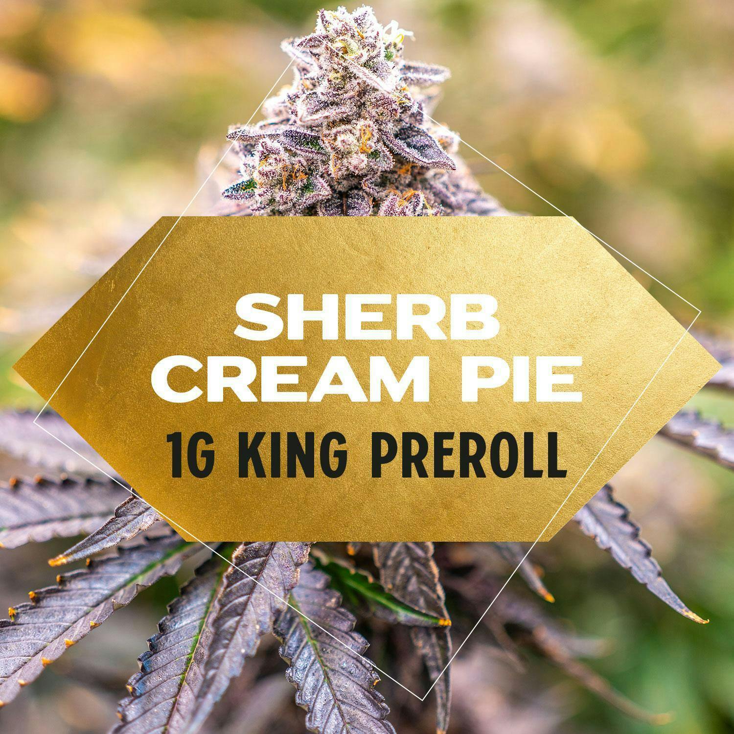 Yani - Sherb Cream Pie Pre Roll 1g - 1