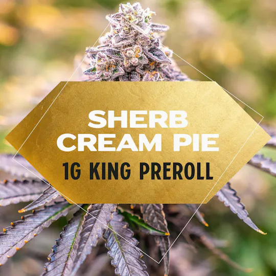 Yani - Sherb Cream Pie Pre Roll 1g - 1