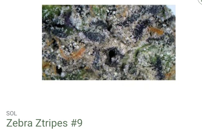 Seed of Life Labs - Seed of Life Labs - Zebra Ztripes #9 Deli Style Flower - 1