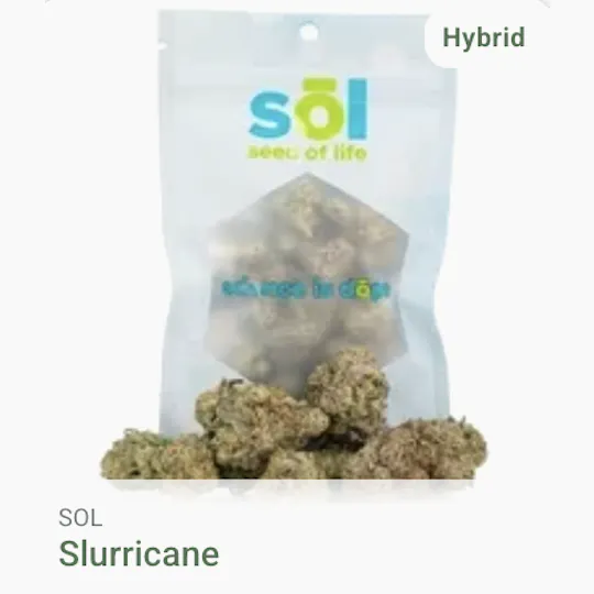 Seed of Life Labs - Seed of Life Labs - Slurricane Deli Style Flower - 1
