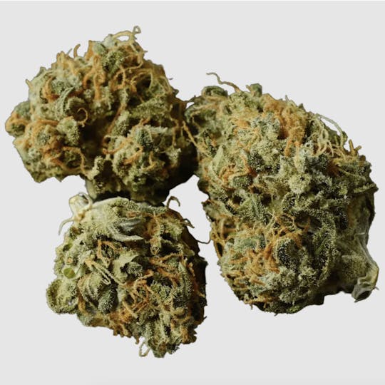 Anchored - Anchored | GG | Flower | 14G - 1