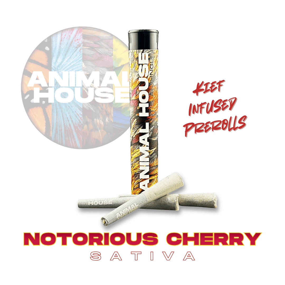 Animal House - Animal House | Notorious Cherry | Infused Minis | 0.5g each | 3pk - 1