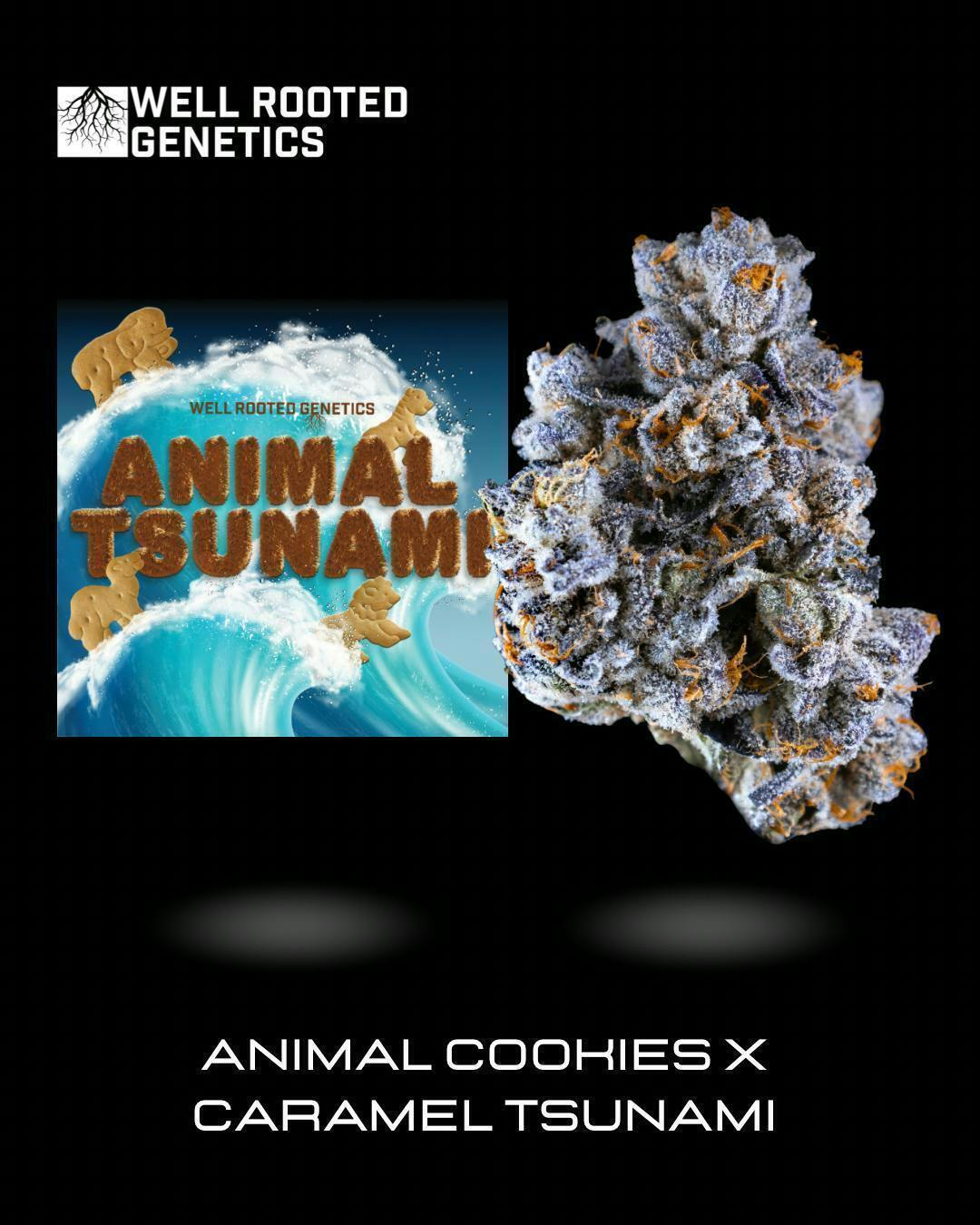 Well Rooted Genetics - Well Rooted Genetics | Animal Tsunami | Big Buds | 3.5g - 1