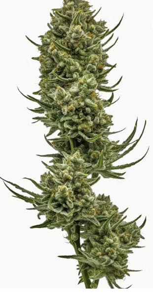 Heartland Farms - Heartland Farms - Chimpancheeze Flower 3.5g - 1