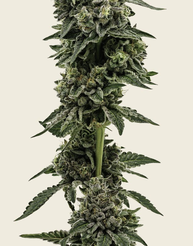 Heartland Farms - Heartland Farms - Alien Kush Flower 3.5g - 1