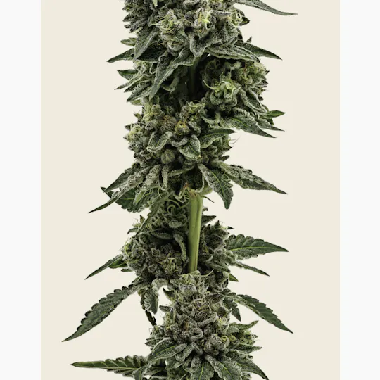 Heartland Farms - Heartland Farms - Alien Kush Flower 3.5g - 1