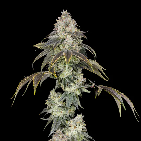 Wojo Co - Wojo Co | Oishii - Bulk Flower - 1