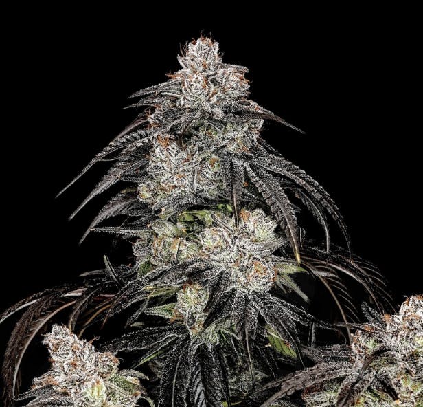 Wojo Co - Wojo Co - Cherry Punch - Bulk Flower - 1