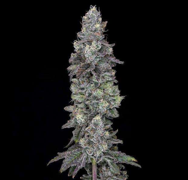 Wojo Co - Wojo Co | Apple Of My Eye - Prepack Oz 28g - 1