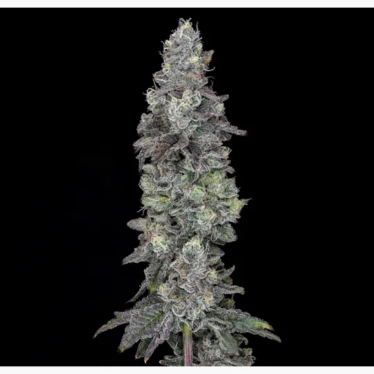 Wojo Co - Wojo Co | Apple Of My Eye - Prepack Oz 28g - 1