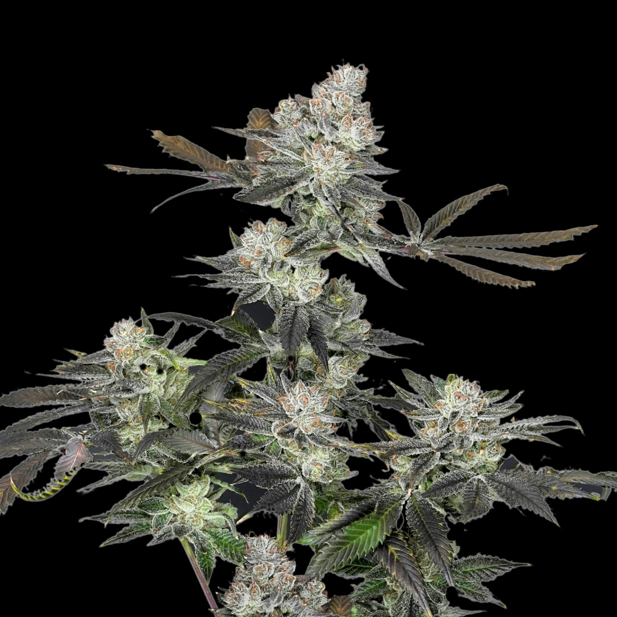 Wojo Co - Wojo Co | Lemon Stank - Bulk Flower - 1