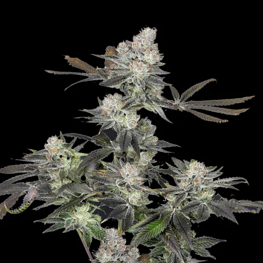 Wojo Co - Wojo Co | Lemon Stank - Bulk Flower - 1