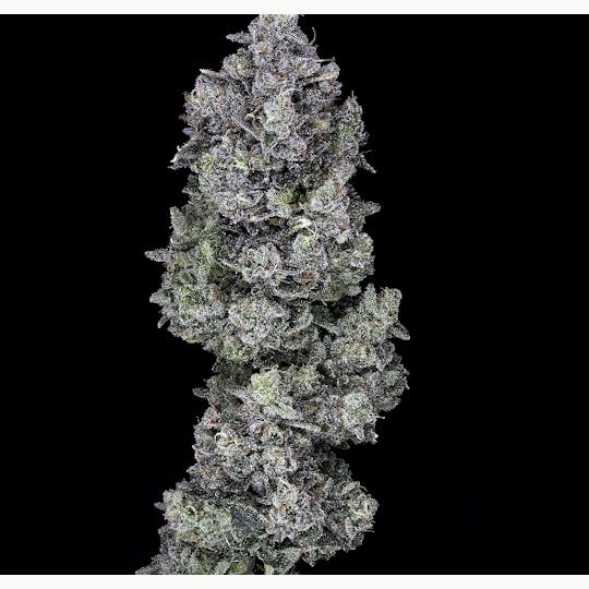 Wojo Co - Wojo Co - Oishii - Prepack Oz 28g - 1