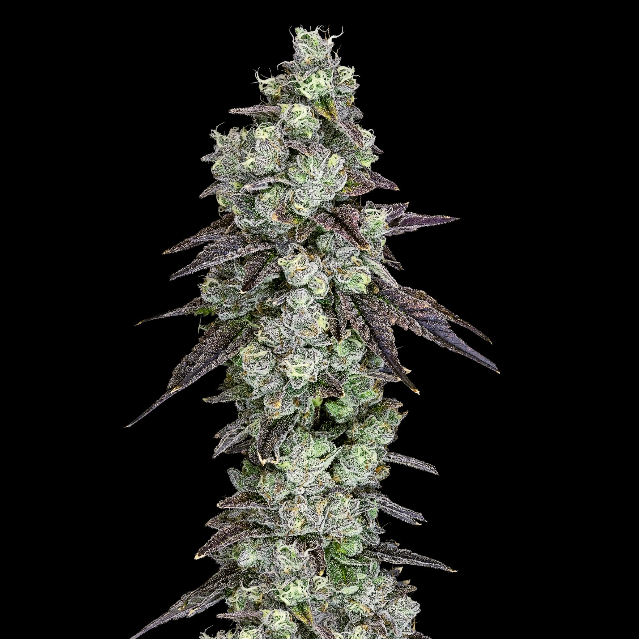 Wojo Co - Wojo Co | Rainbow Pave 9 - Bulk Flower - 1