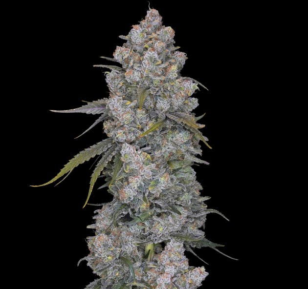 Wojo Co - Wojo Co - Mint Orbit - Bulk Flower - 1