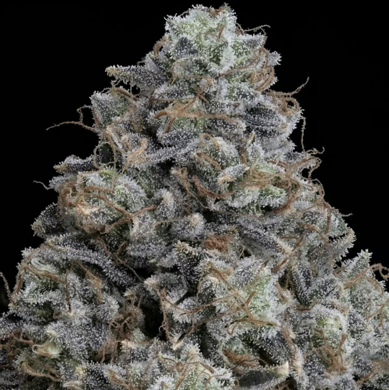 Wojo Co - Wojo Co | Puro Loco - Live Rosin | 2g - 1