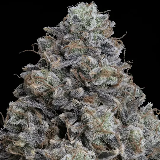 Wojo Co - Wojo Co | Puro Loco - Live Rosin | 2g - 1