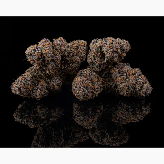 Zenoa - Permanent Marker - 1