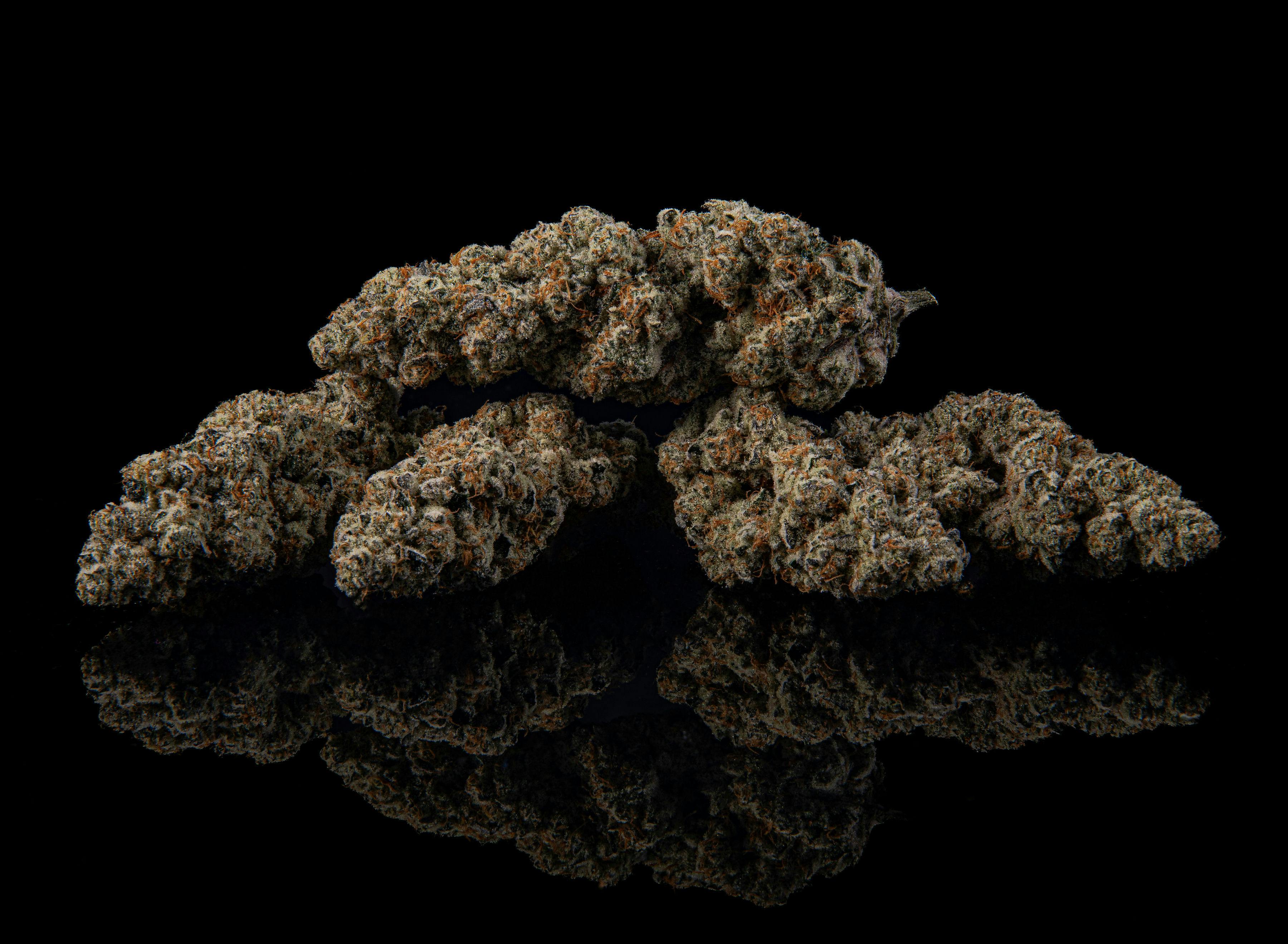 Zenoa - Jungle Pie - 1