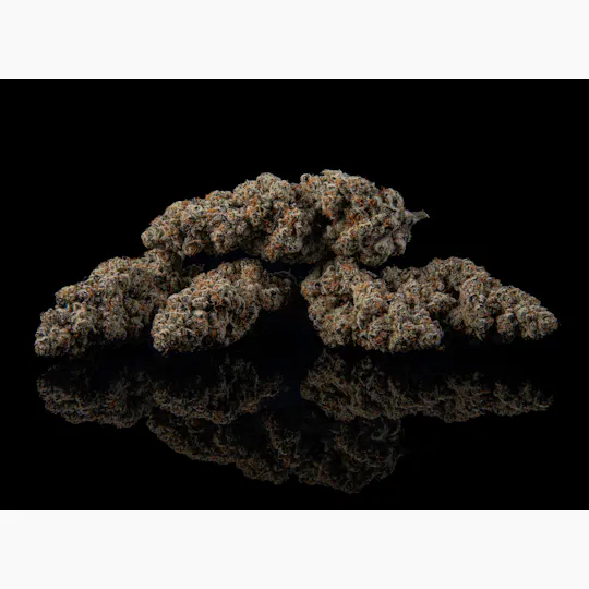 Zenoa - Jungle Pie - 1