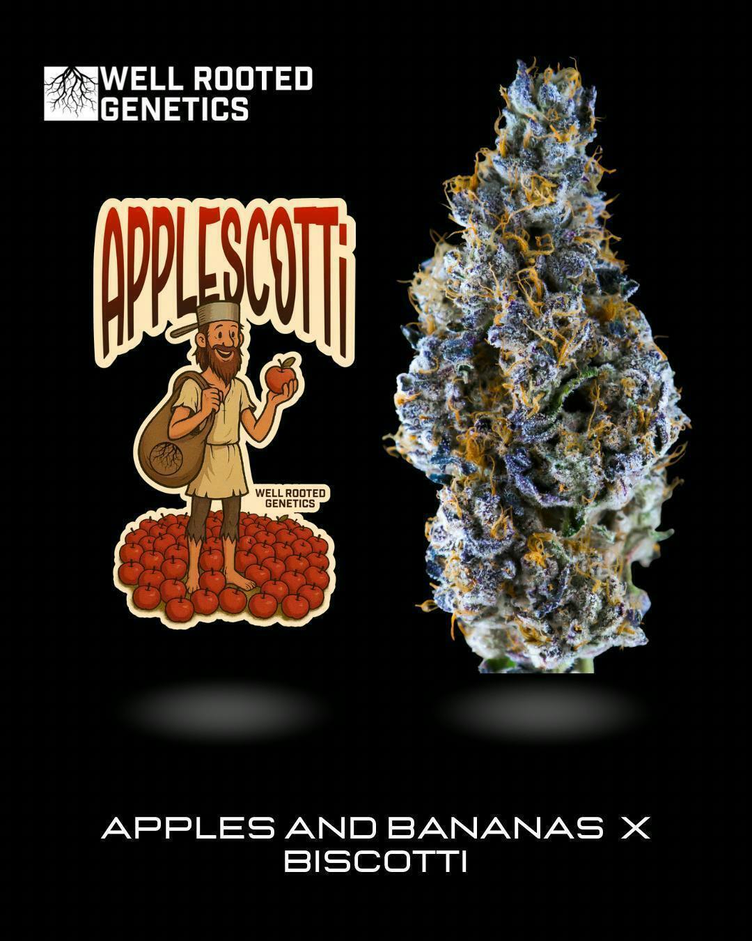 Well Rooted Genetics - Well Rooted Genetics | Apple Scotti | Big Buds | 3.5g - 1