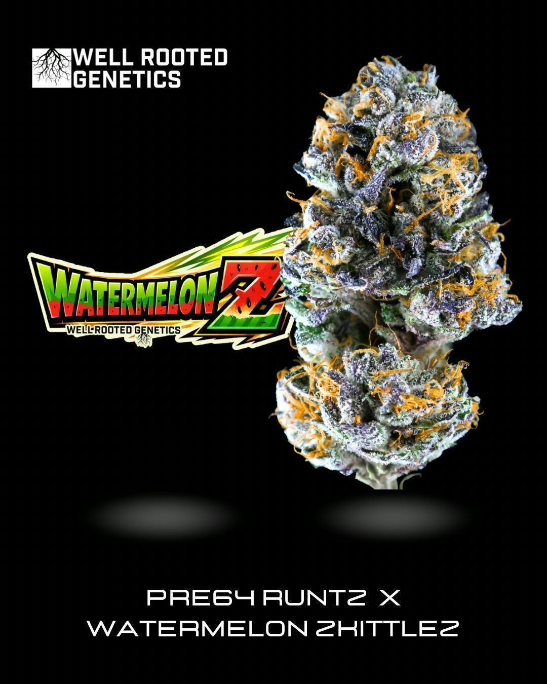 Well Rooted Genetics - Well Rooted Genetics | Watermelon-Z | Big Buds | 3.5g - 1