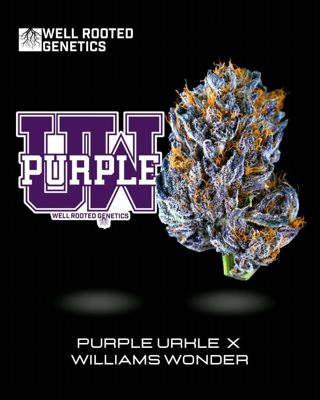 Well Rooted Genetics - Well Rooted Genetics | UW Purple | Big Buds | 3.5g - 1