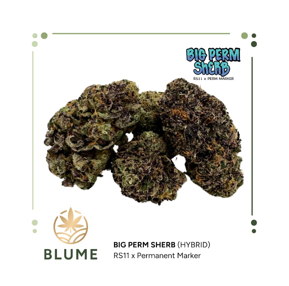BLUME - BLUME | Big Perm Sherb | Big Buds | 3.5g - 1