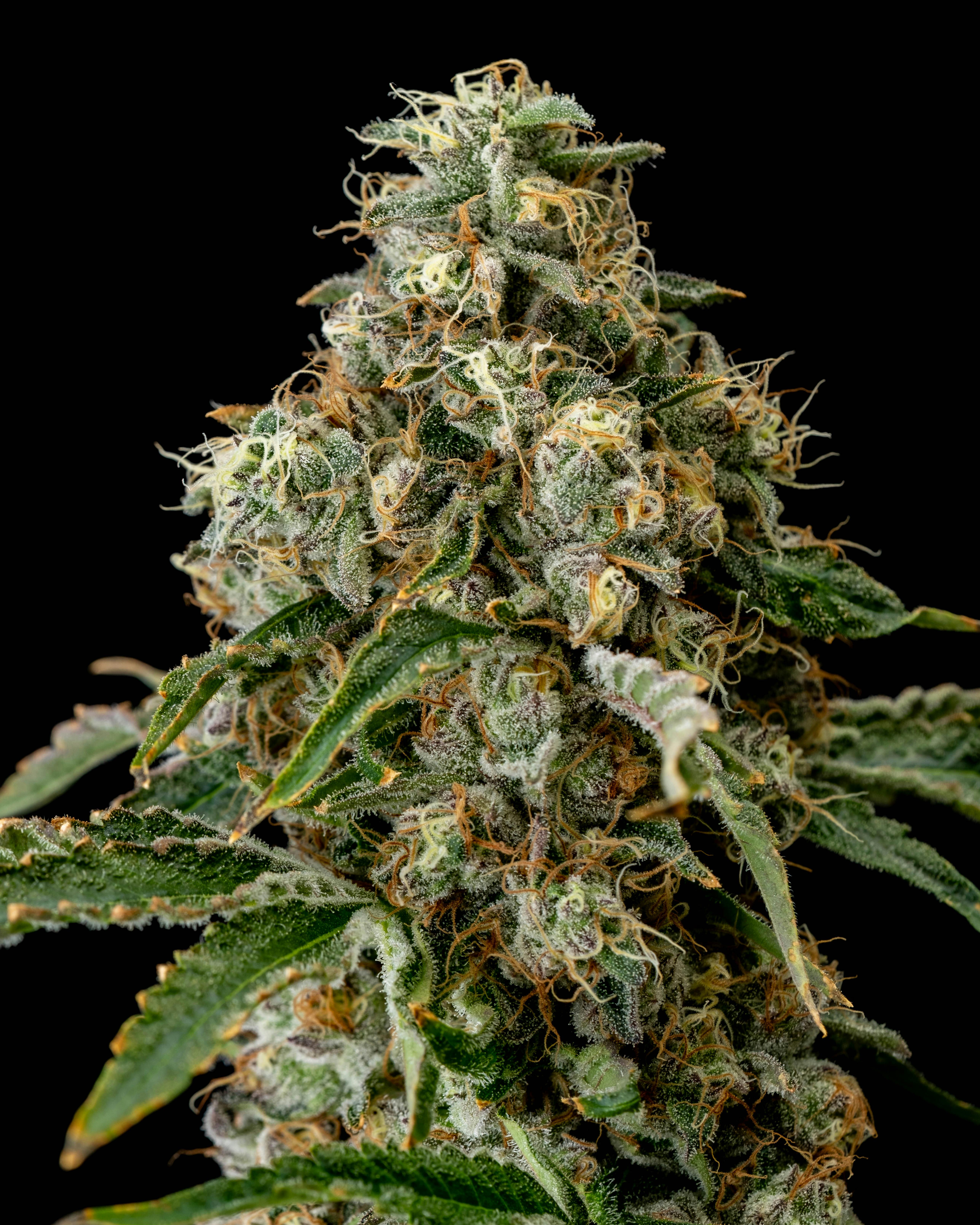 Recreational Habits - Jackfruit (26.8%) - 1