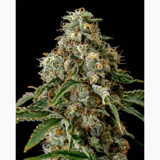 Recreational Habits - Jackfruit (26.8%) - 1