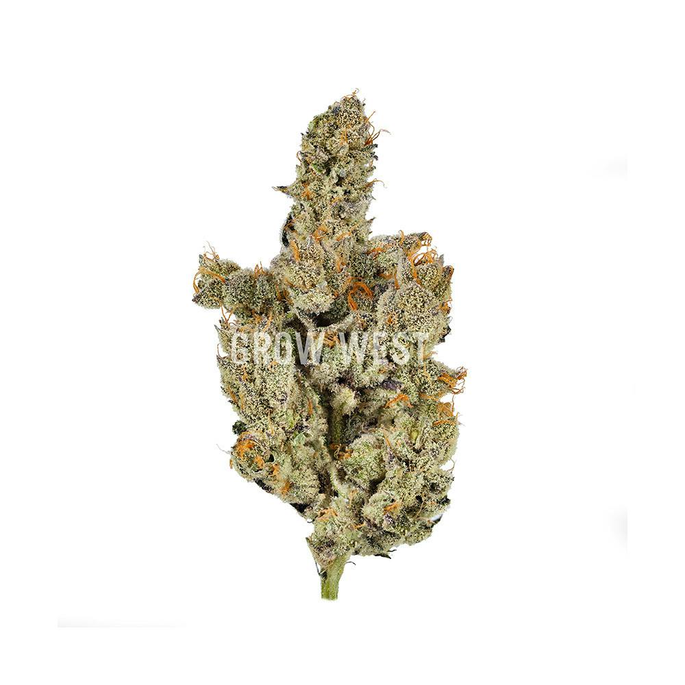 Grow West Cannabis Company - Dog Walker | Reserve | Hand-Trimmed Flower | 7g - 1