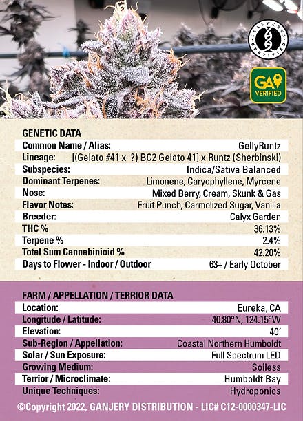 Fresh Strain - FRESH STRAIN - GELLY RUNTZ - FLOWER - 5G - 1