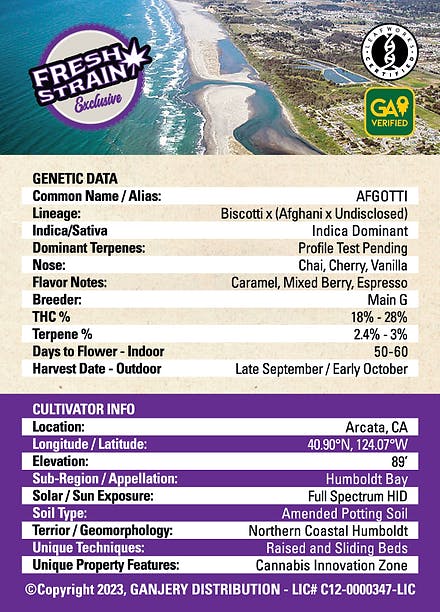 Fresh Strain - FRESH STRAIN - AFGOTTI - FLOWER - 5G - 1