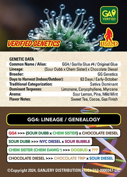 Fresh Strain - FRESH STRAIN - GG4 (GORILLA GLUE #4) - FLOWER - 5G - 1