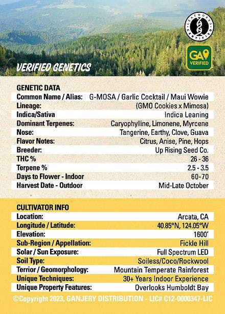 Fresh Strain - FRESH STRAIN - G-MOSA - FLOWER - 5G - 1