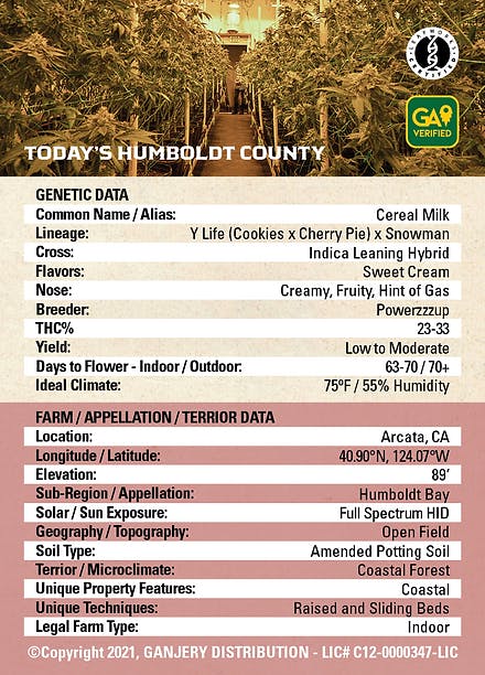 Fresh Strain - FRESH STRAIN - CEREAL MILK - FLOWER - 3.5G - 1