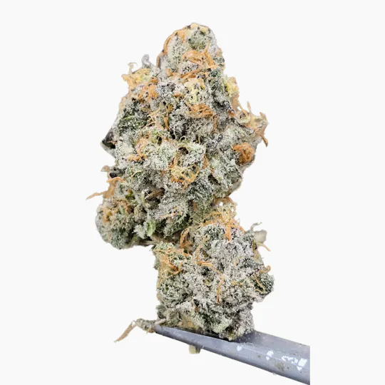 Tao Labs - Baked Banana - Indoor Single Preroll - 1g - 1