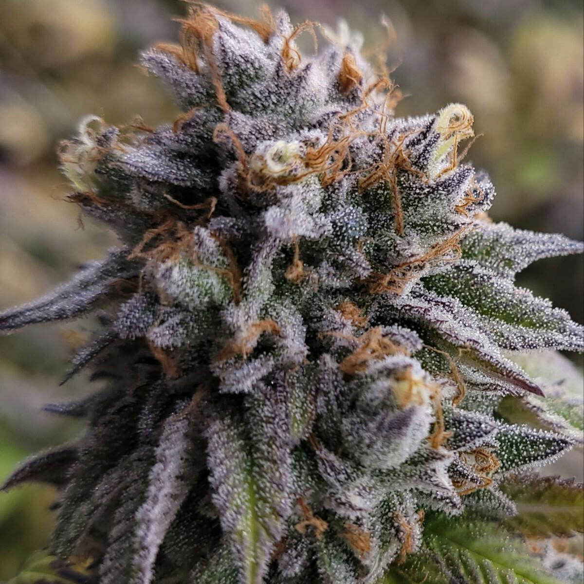 Tao Labs - Sweet Mischief A Bud Indoor Flower - 28g - 1