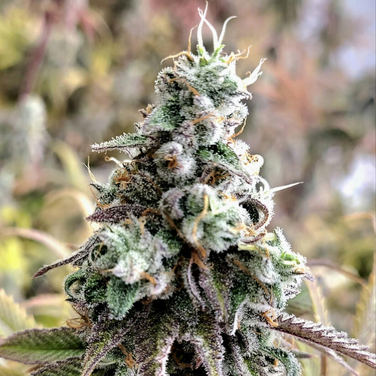 Tao Labs - Platinum Horchata A Bud Indoor Flower - 3.5g - 1