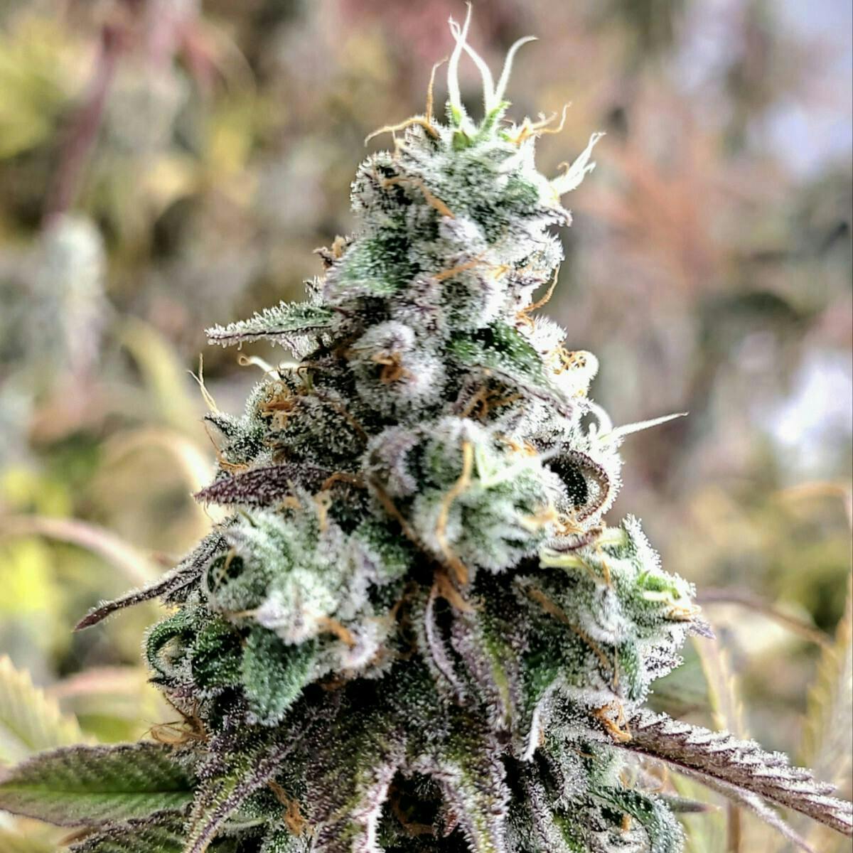 Tao Labs - Tao Labs | Platinum Horchata | Big Buds | 3.5g - 1