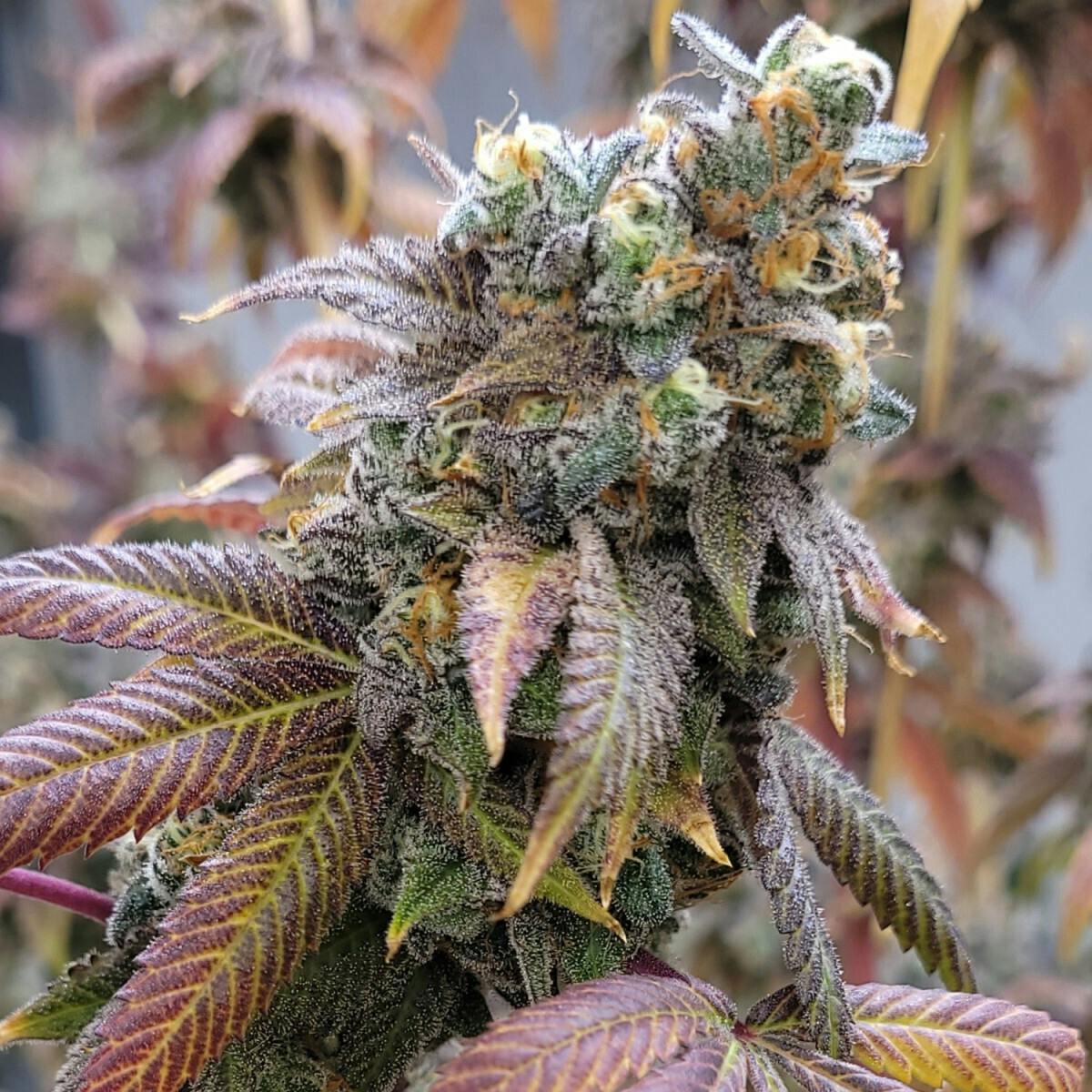 Tao Labs - High Roller Baked Banana - Pre-Ground Flower - 3.5g - 1