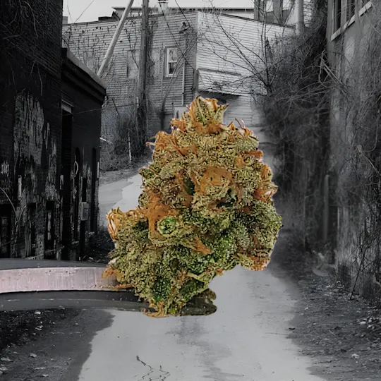 Tao Labs - Sweet Mischief - Indoor Single Preroll - 1g - 1
